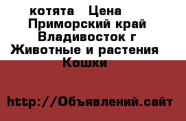 котята › Цена ­ 7 - Приморский край, Владивосток г. Животные и растения » Кошки   